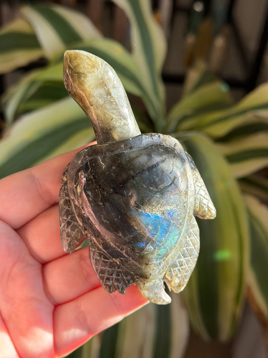 labradorite sea turtle
