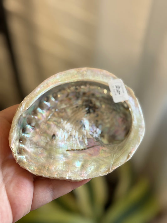 abalone shells 4-5"