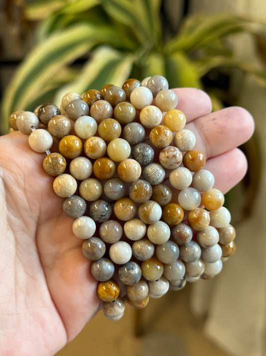 fossilized coral bracelet