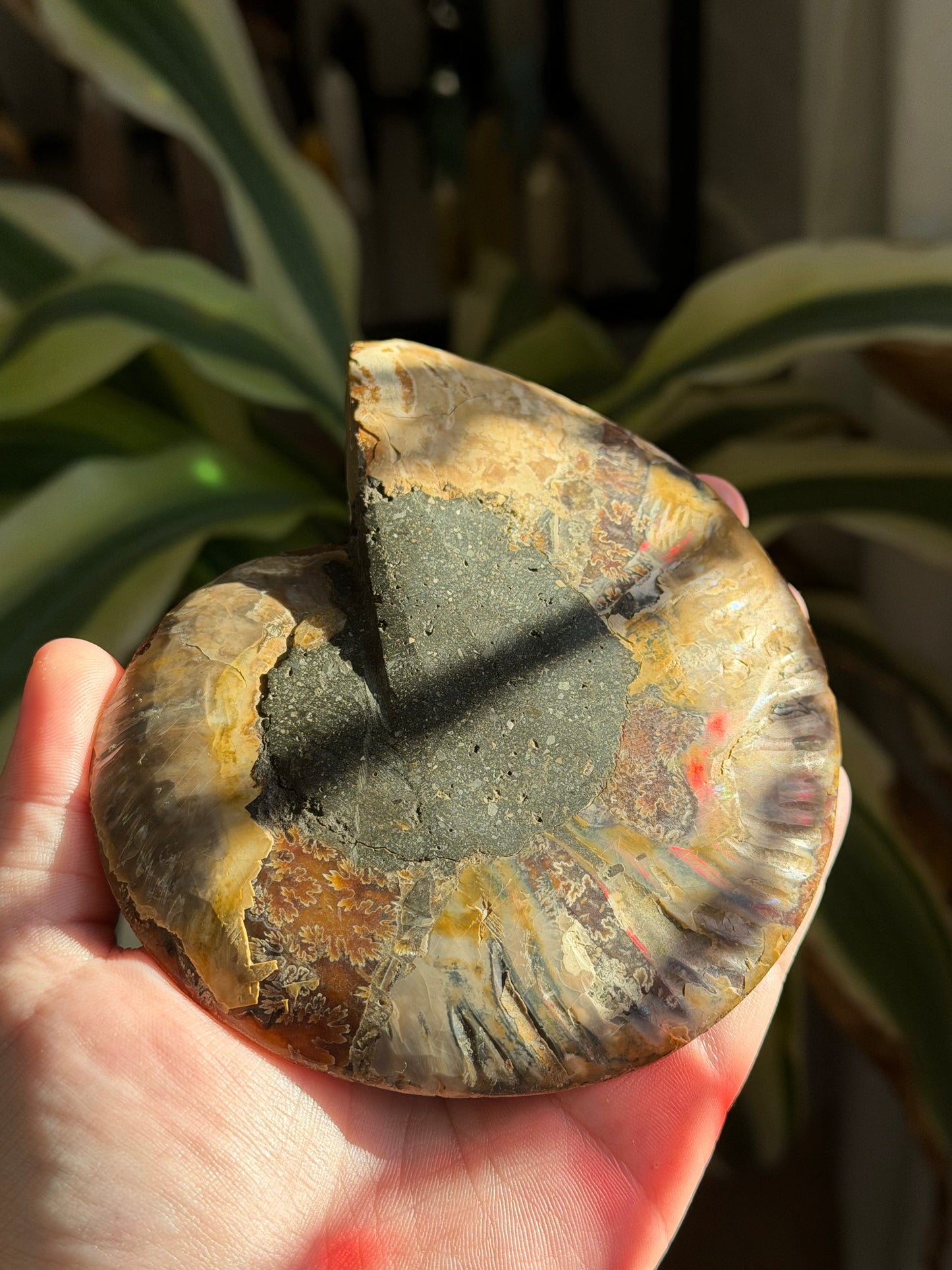 ammonite | A