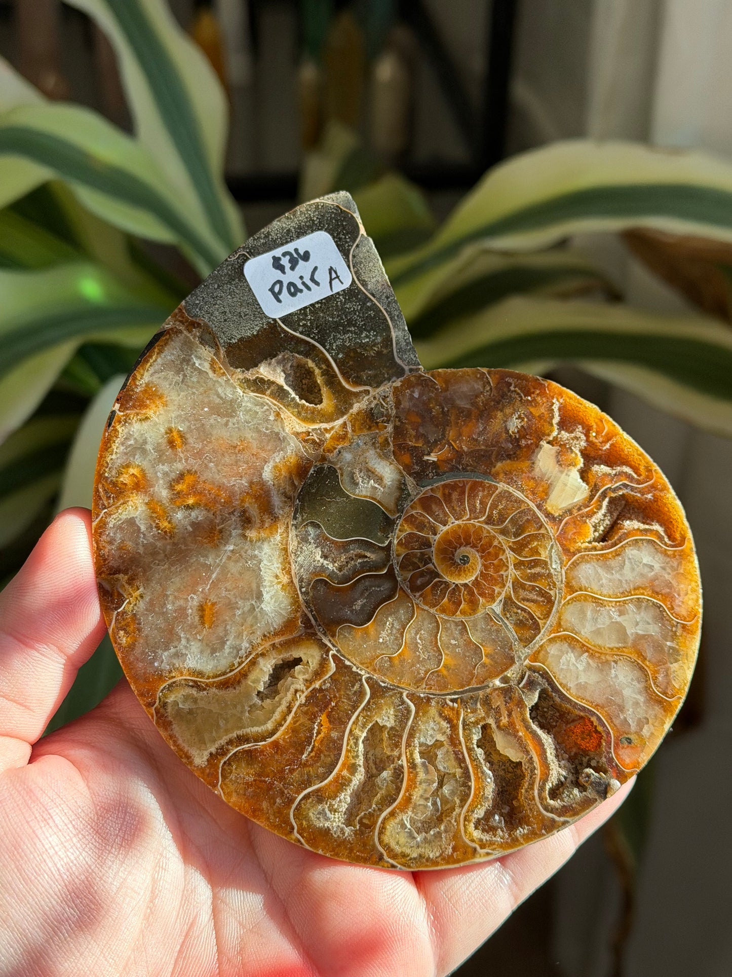 ammonite | A