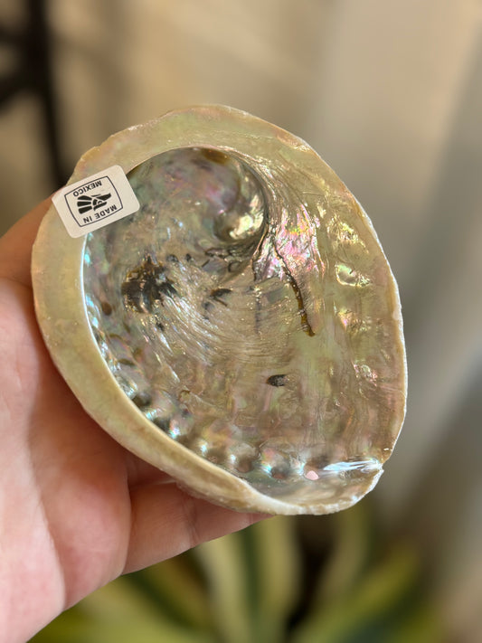 abalone shells 4-5"